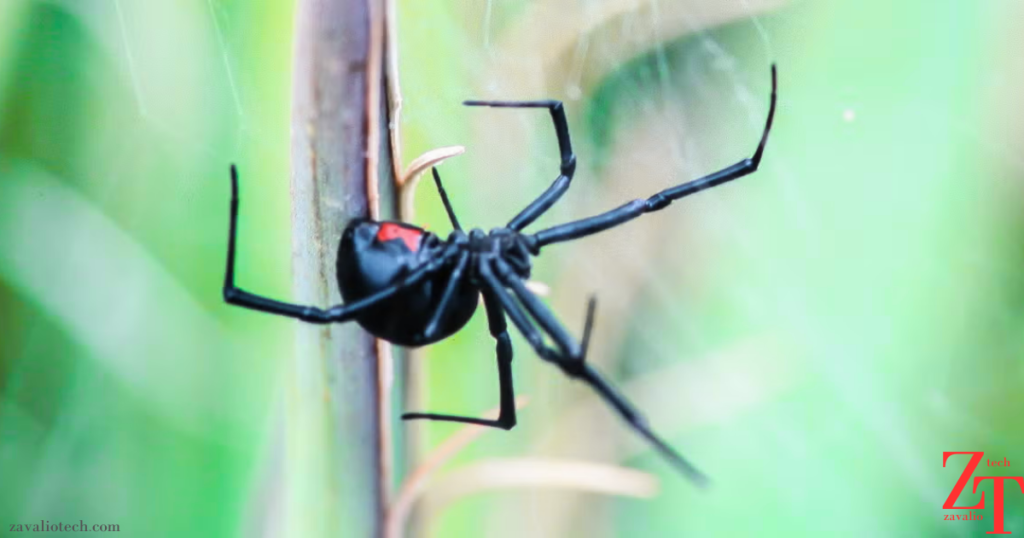 Spider Bites Pictures